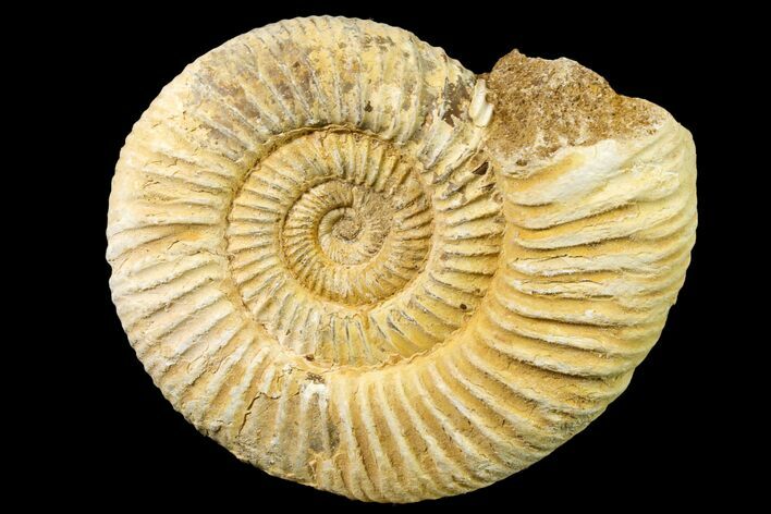 Jurassic Ammonite (Perisphinctes) Fossil - Madagascar #161739